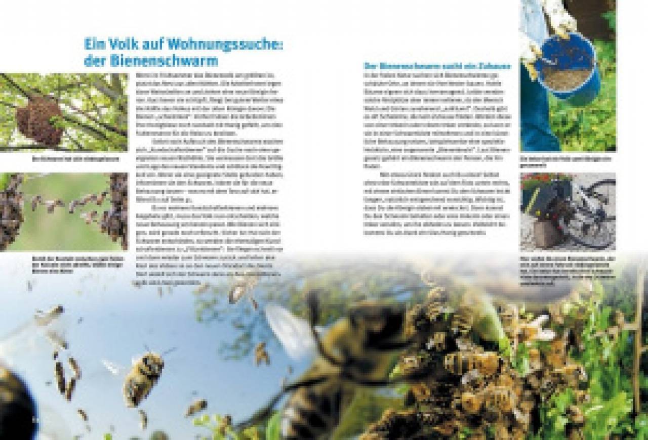 Entdecke die Bienen